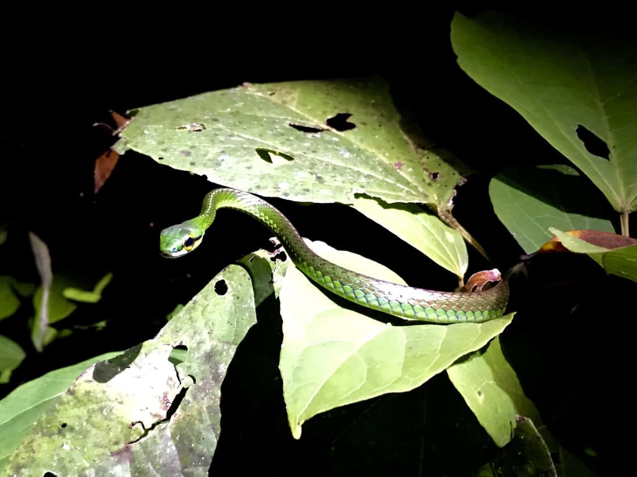 tijdens een nachtwandeling in het Nationaal Park Tortuguero komt een papegaaislang op onderzoek uit.