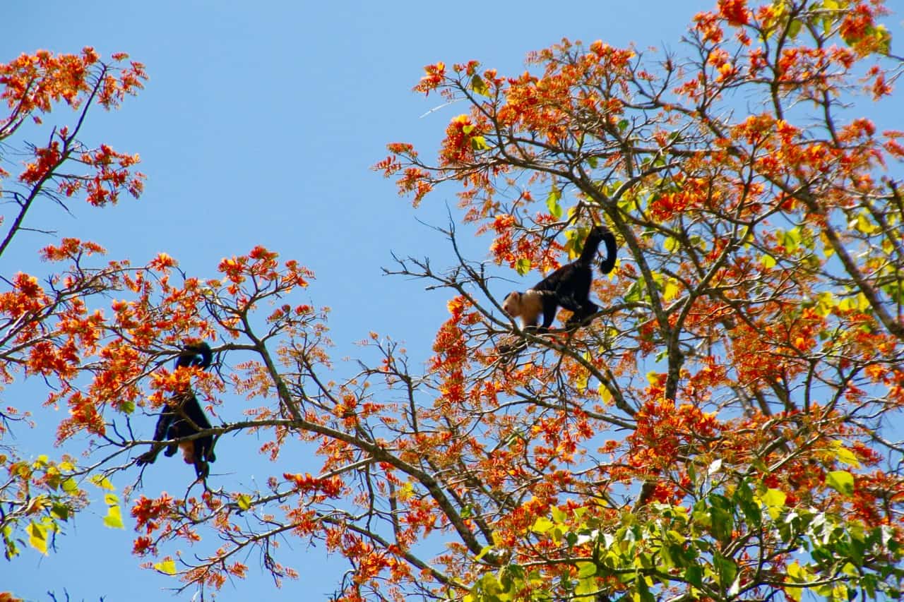 Kapuzineraffen mit weißem Gesicht reisen durch ein helles Blätterdach im Tortuguero-Nationalpark.