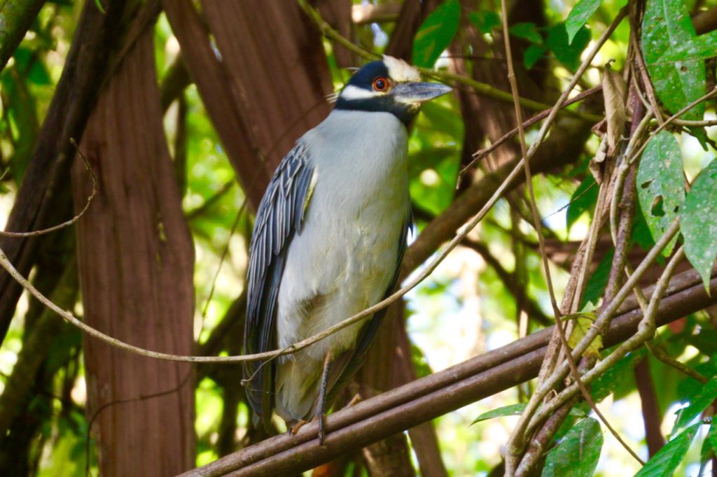 Tortuguero nationalpark-Gulkronad Natthäger