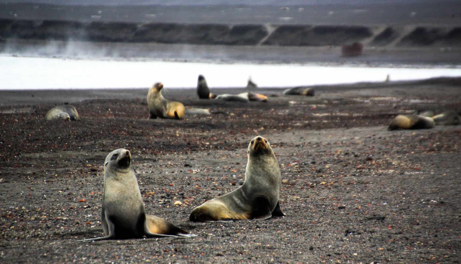 Antarctic-Wildlife-Antarctic-Fur-Seals-at-Deception-Island