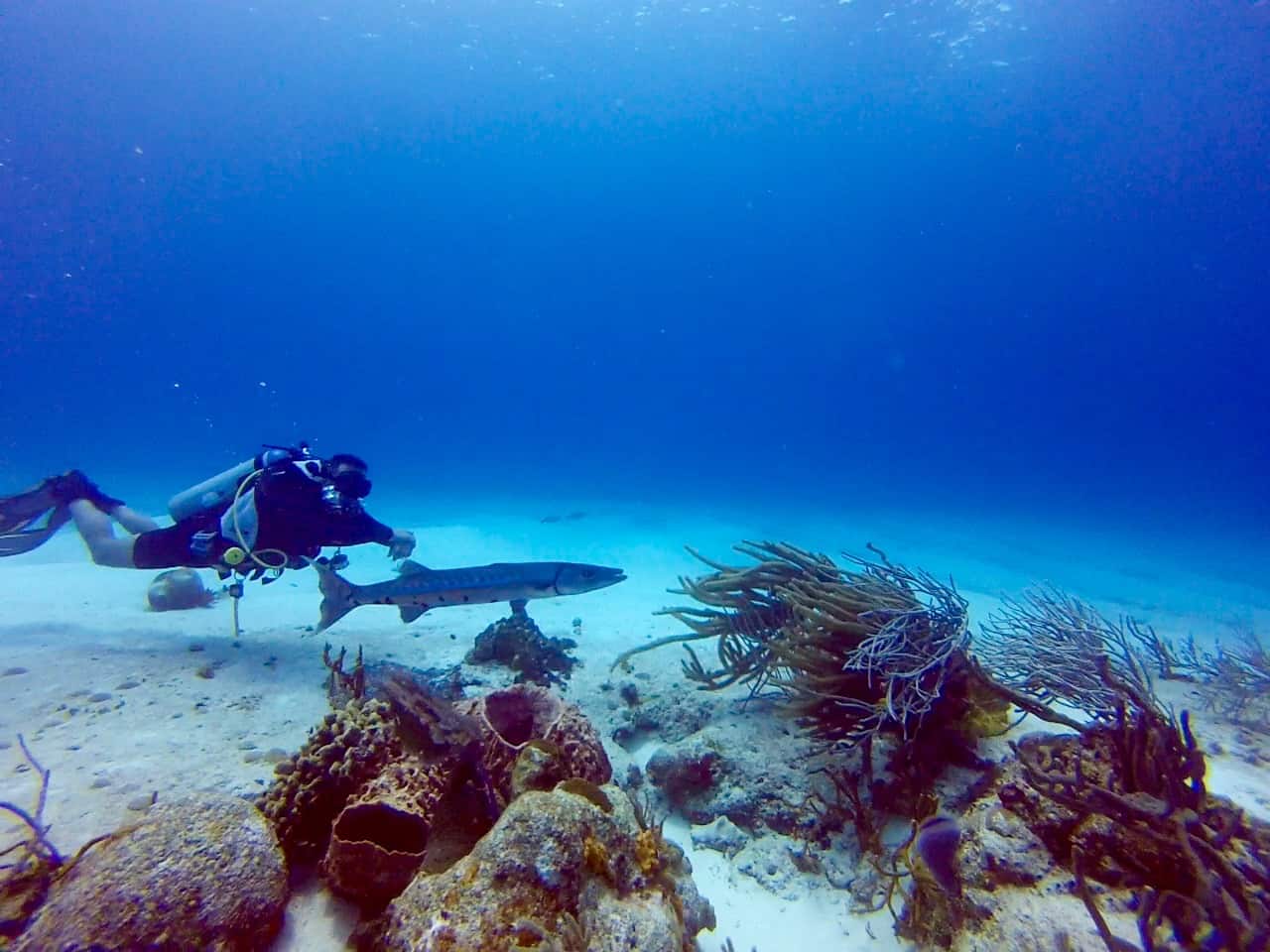 Cozumel Diving - Paraiso - Barracuda