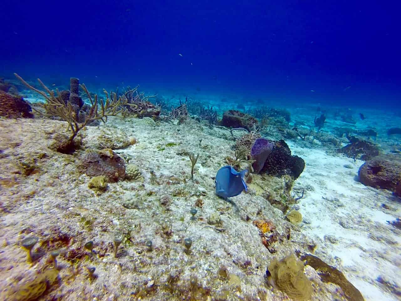 Cozumel Diving - Paraiso - Beautiful Coral Reef