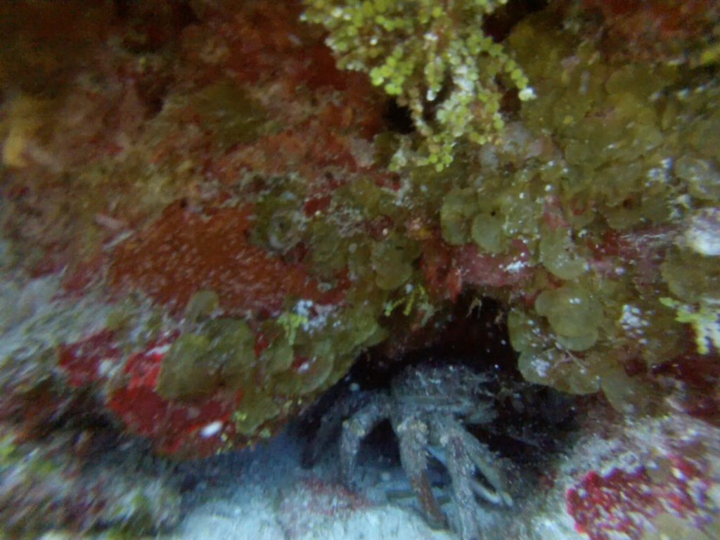 Cozumel Diving - Paraiso - Crab