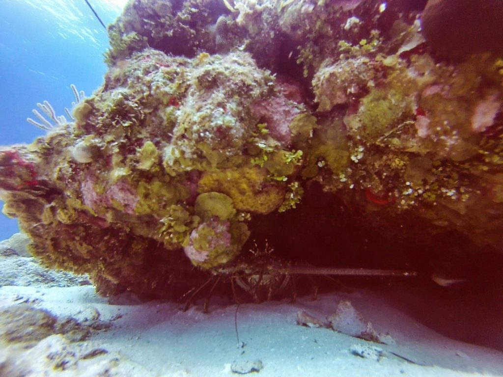 Cozumel Diving - Paraiso - Lobster