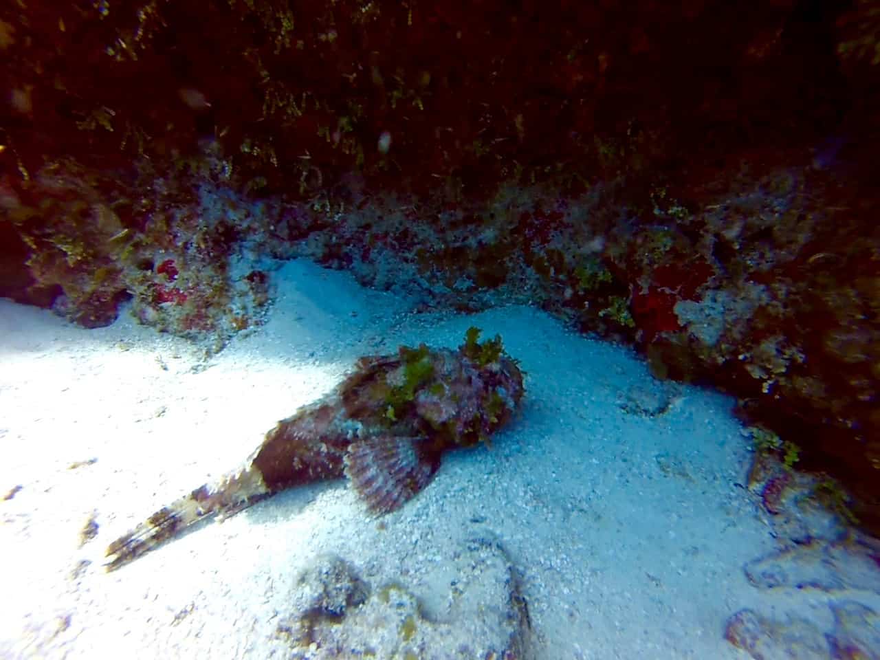 Diving in Cozumel - Paraiso - Scorpionfish