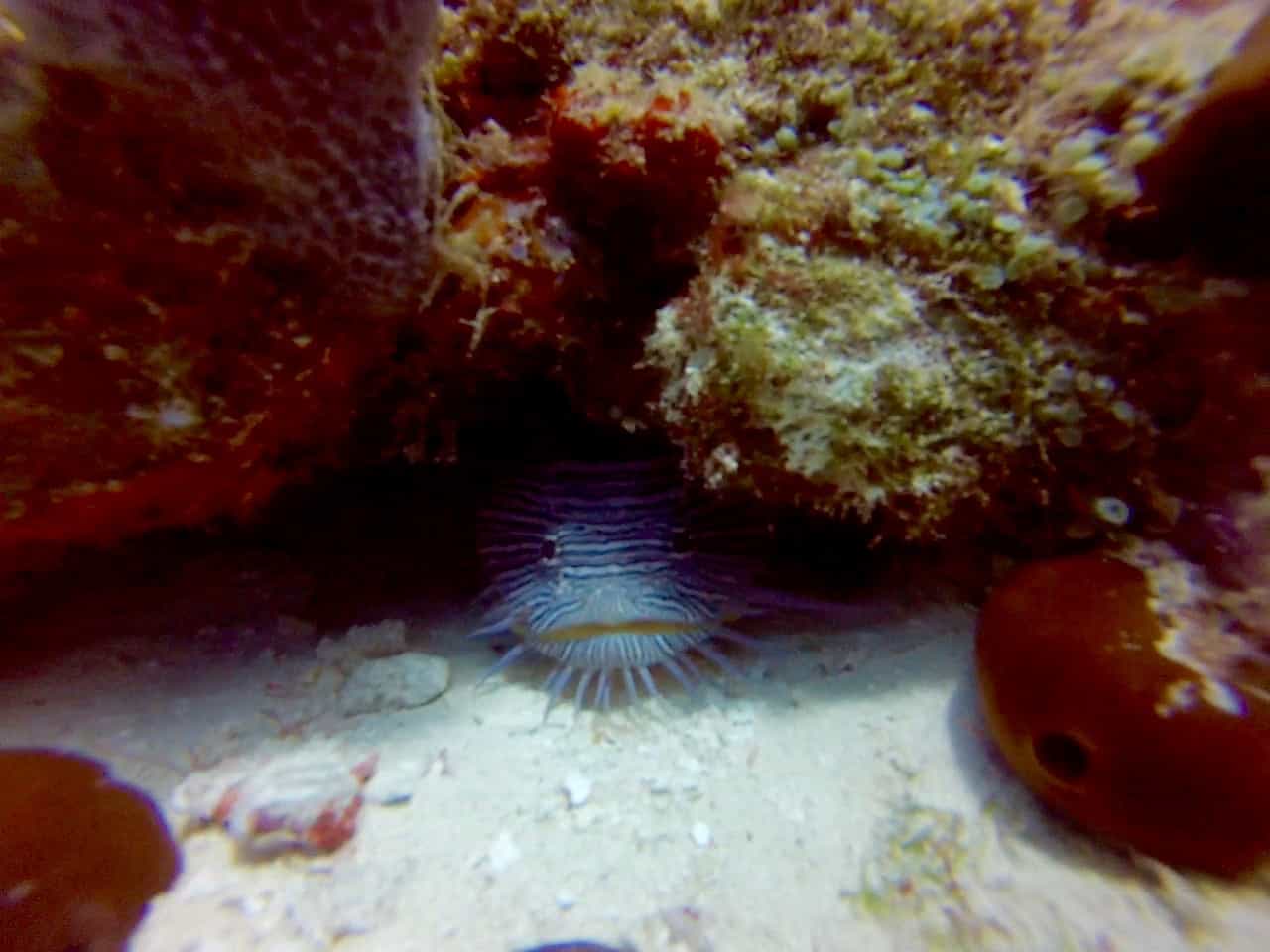 Cozumel Diving - Paraiso - Splendid Toadfish