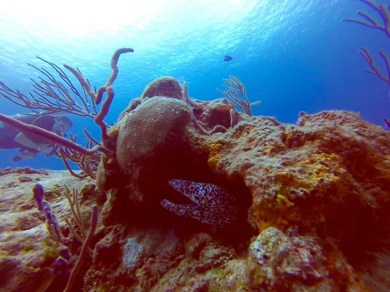 Cozumel Diving - Paraiso - Spotted Moray Eel