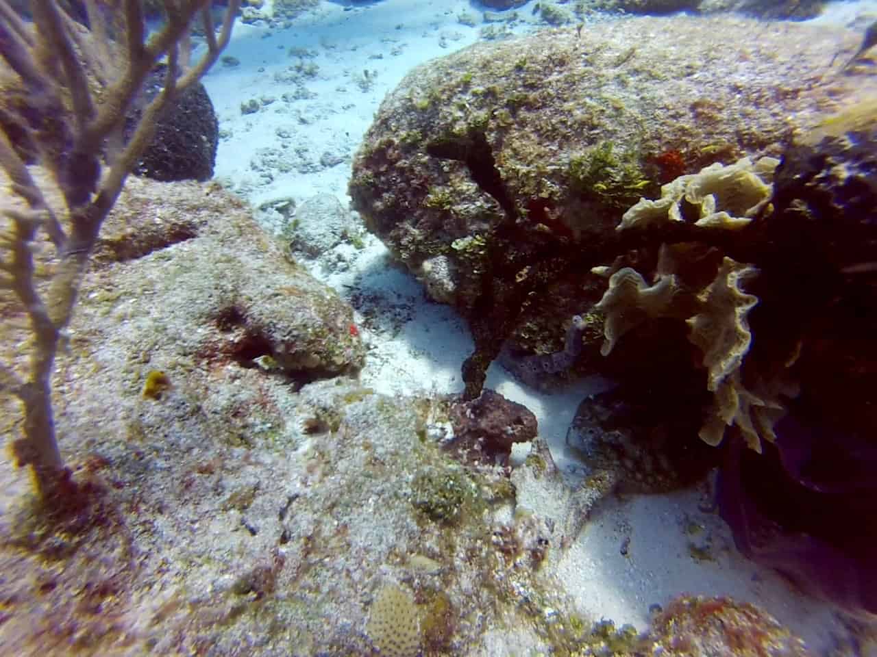 Cuzumel Diving - Paraiso - Stingray