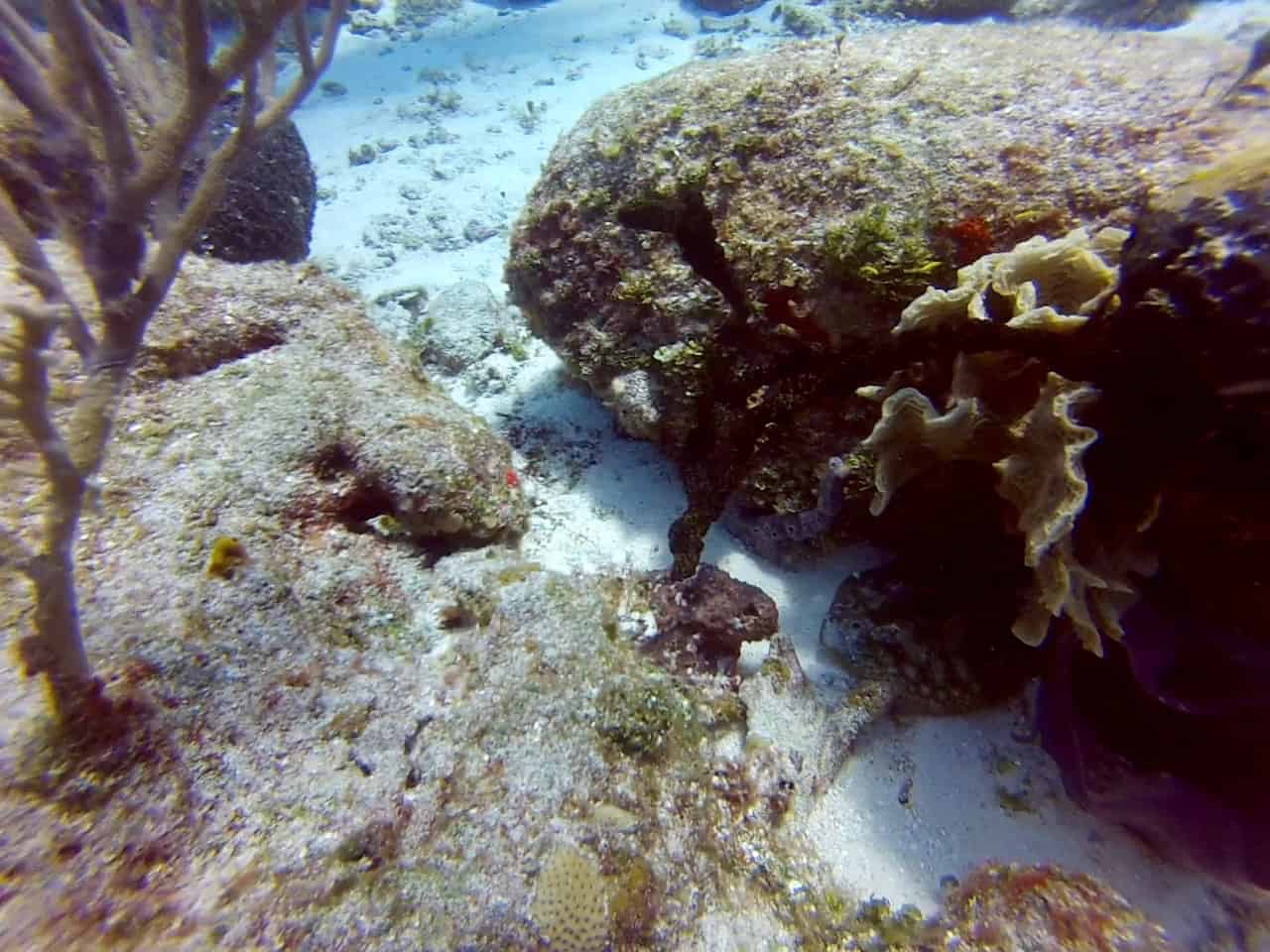 Cuzumel Diving - Paraiso - Stingray