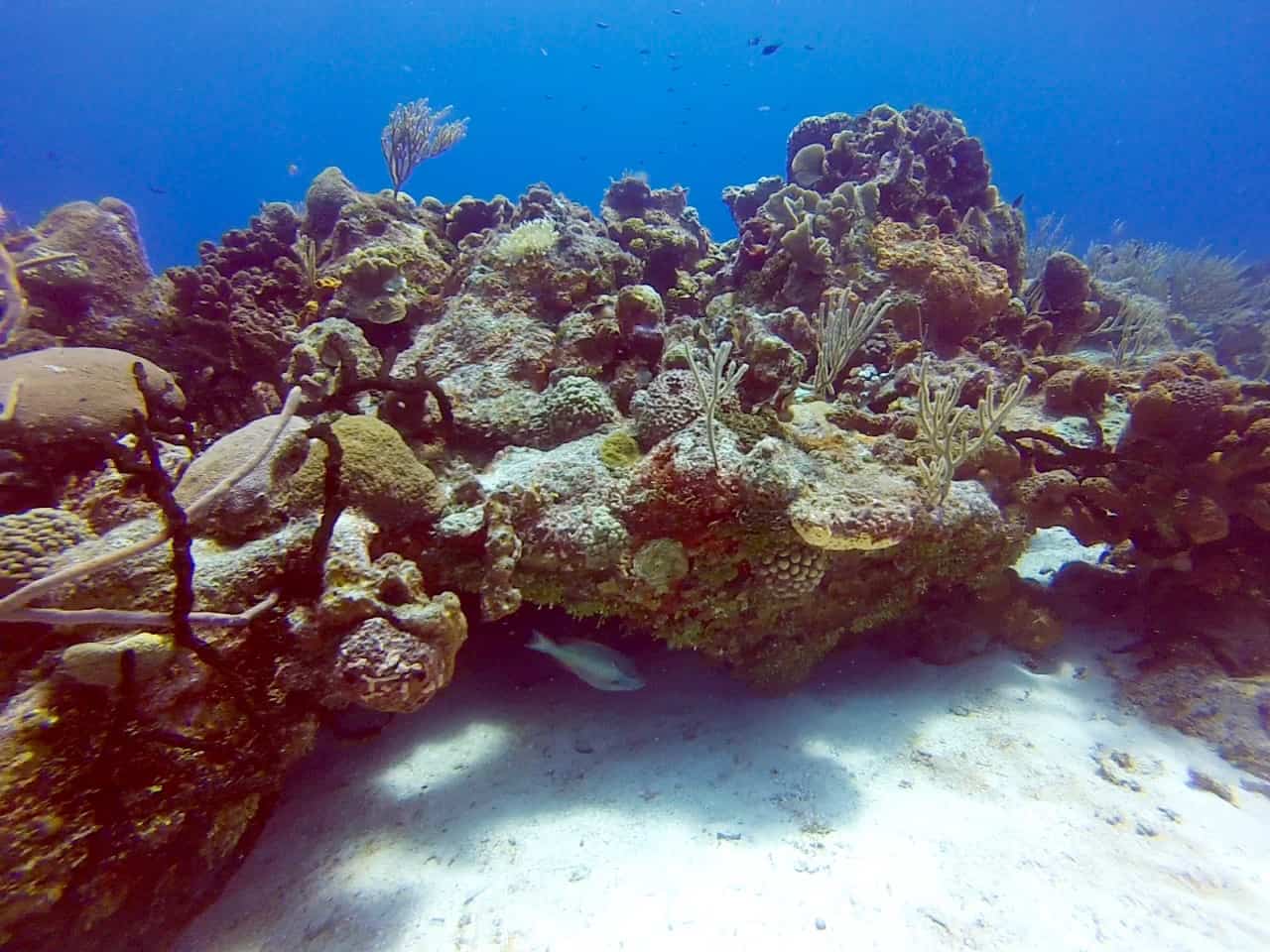 Cozumel Diving - Paraiso - Stunning Coral