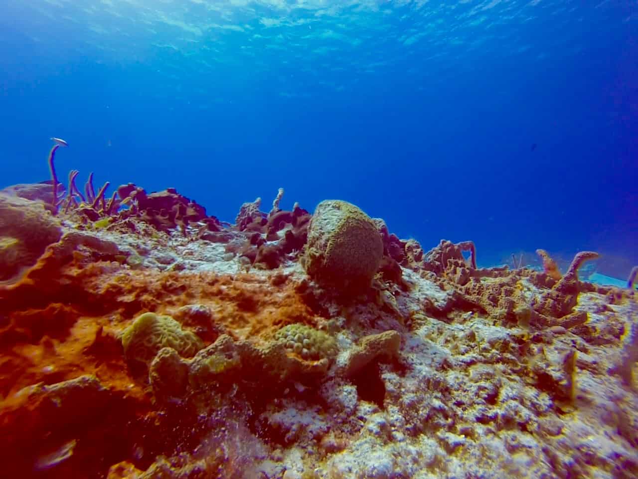 Cozumel Diving - Santa Rosa Reef - Beautiful Coral