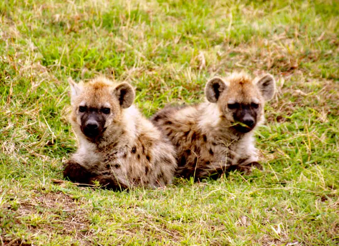 Two hyena cubs show that membership of the Ugly Five comes later for this animal.