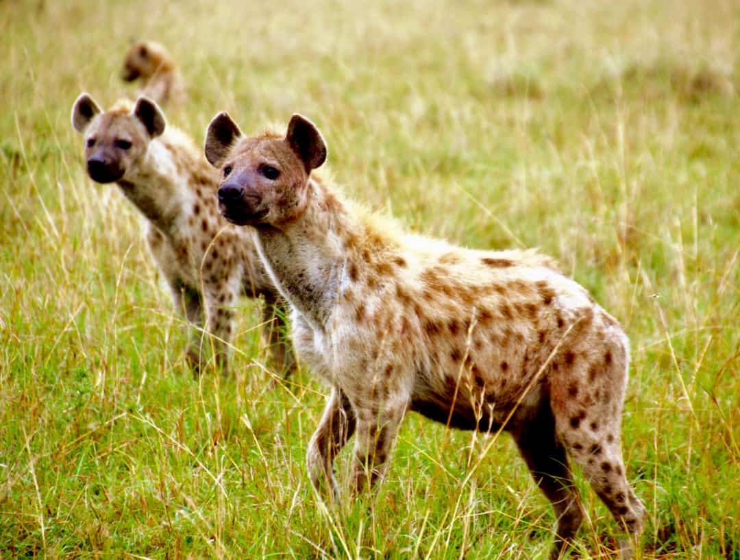 Three spotted hyenas watch out for competition.
