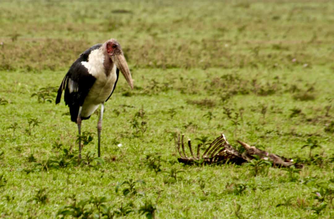 A maribou stork stands guard over the bones of an animal.