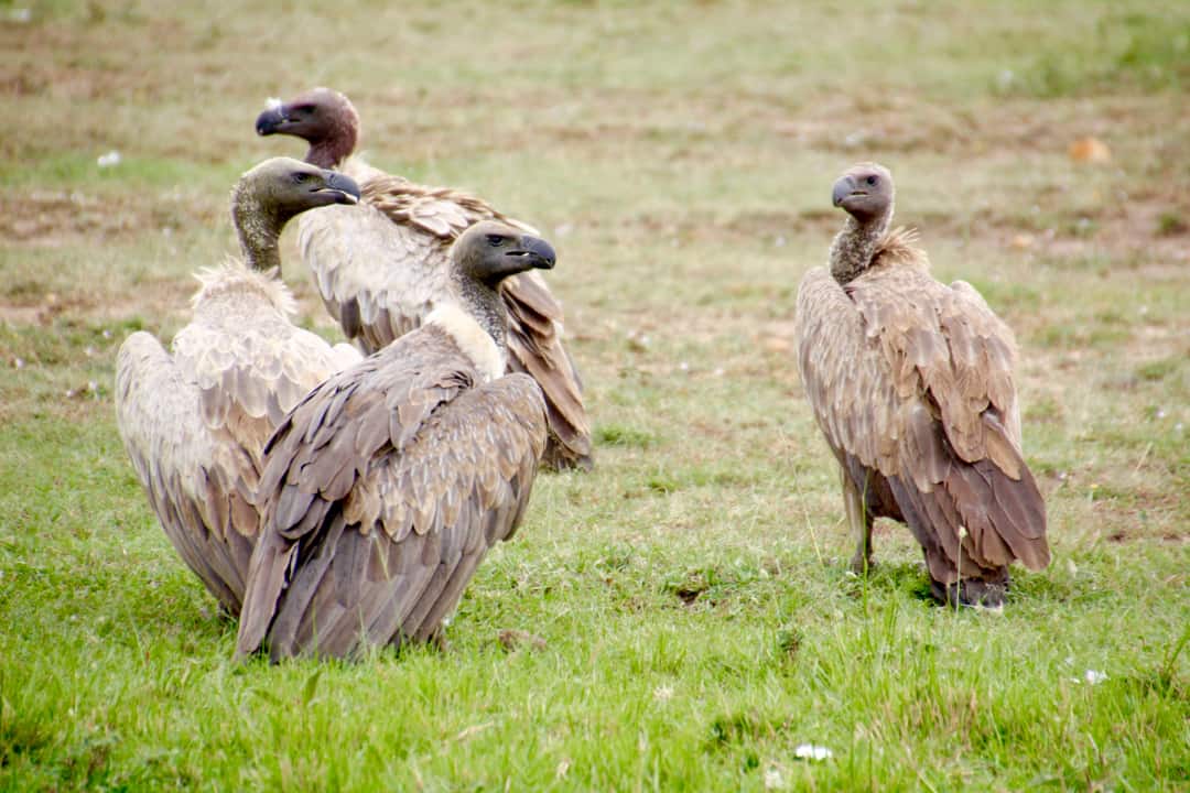 Vultures gather in readiness for a scavenger feast.