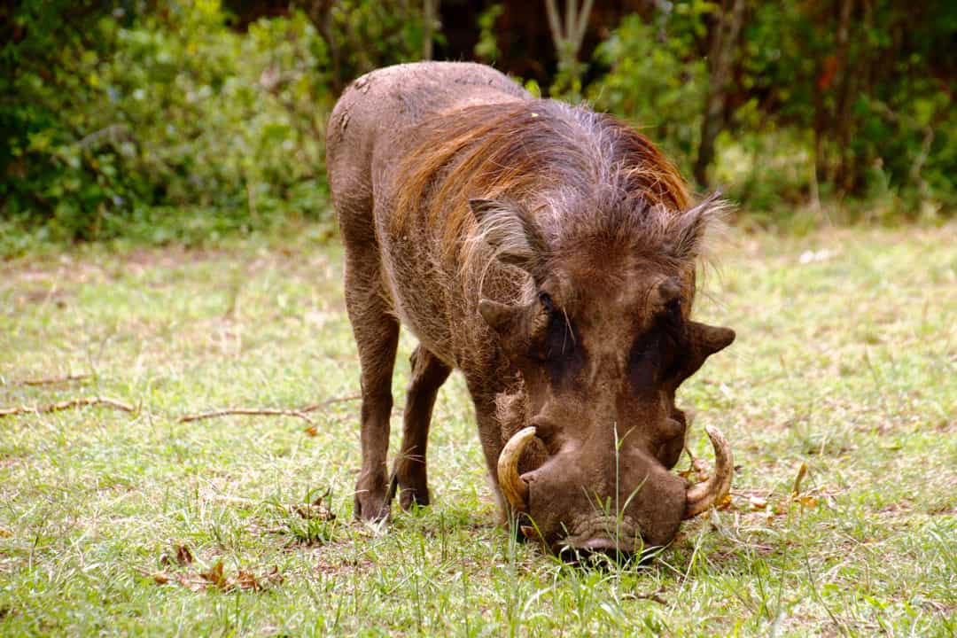 A warthog grazes, oblivious to its membership of Africa's Ugly Five.