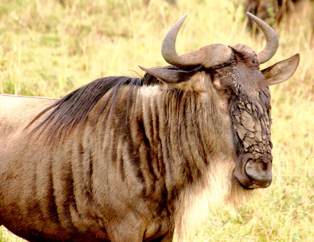 A muddy-faced wildebeest, one of the Ugly Five of Africa.