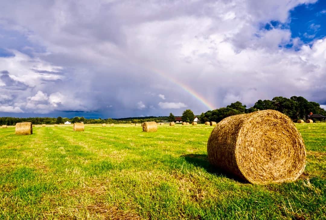 A rainbow falls over a field of hay bales on the road to Skye.