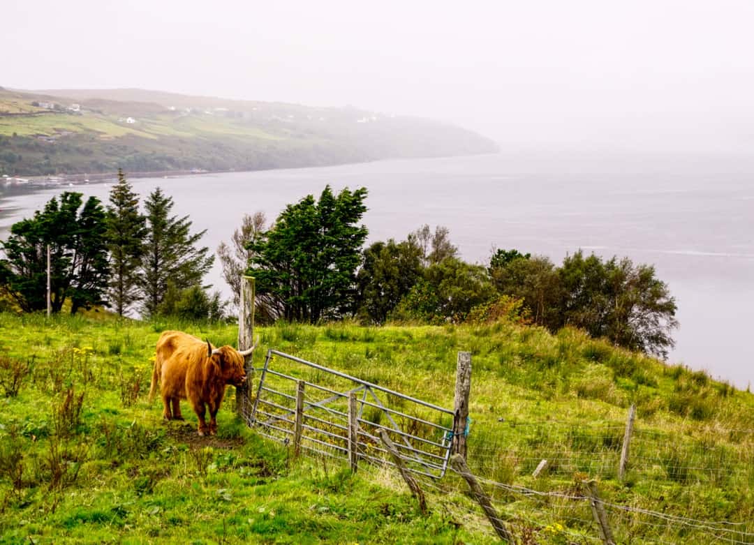 A highland cow, pronounced heiland coo by the locals - is something to look out for on an Isle of Skye road trip.