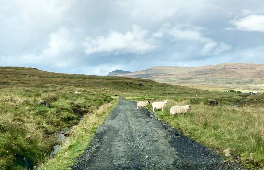 Sheep are a common sight on the roads around Skye.