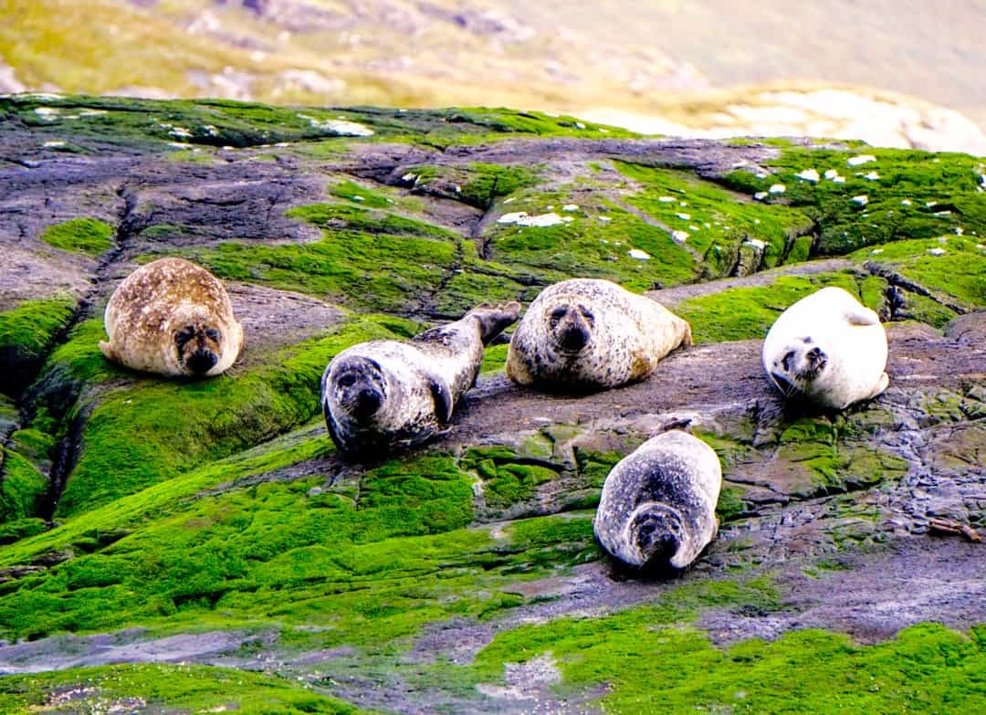 Seals rest on green moss-covered rocks on the boat tour to Loch Coruisk.