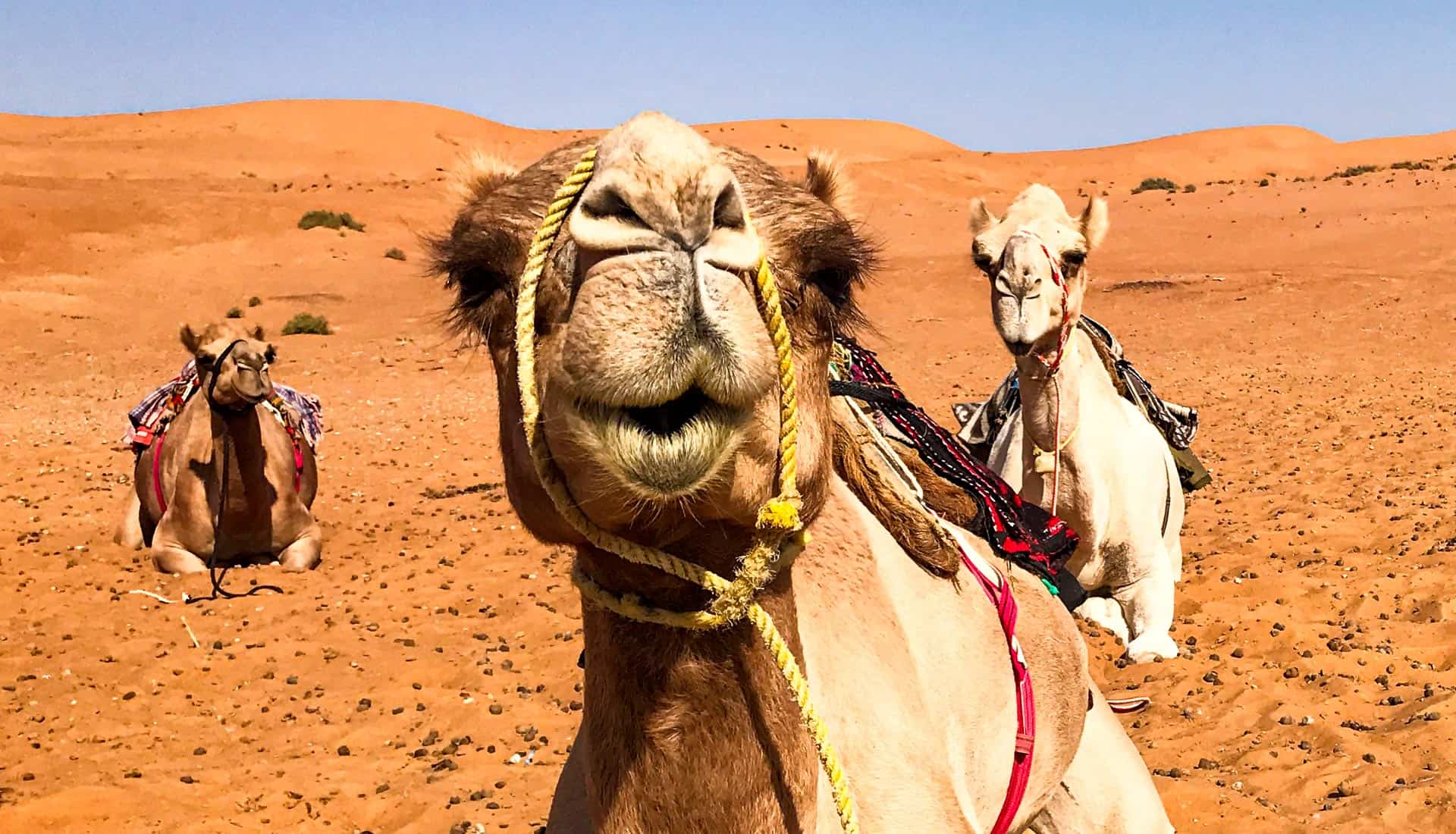 Oman Travel Guide - Camel Riding at Sharqiya Sands