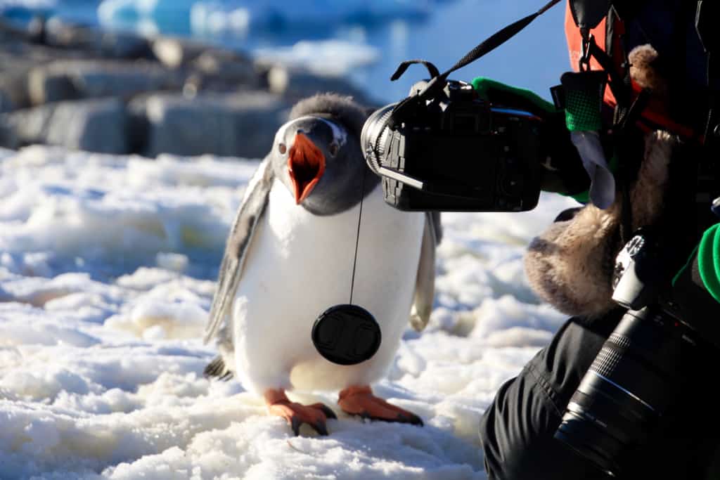 Wildlife encounters in Antarctica were a highlight when looking back at 2017.