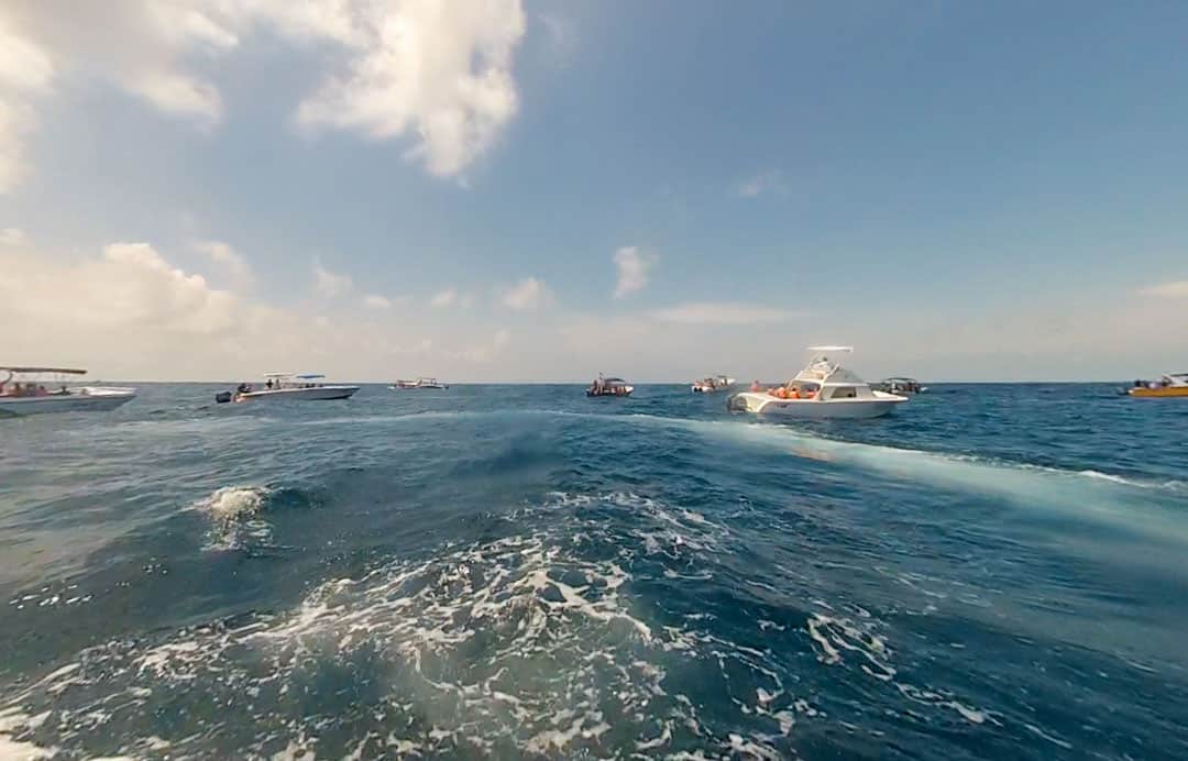 Cancun whale shark tour boats cluster at an aggregation site off the coast of Mexico.