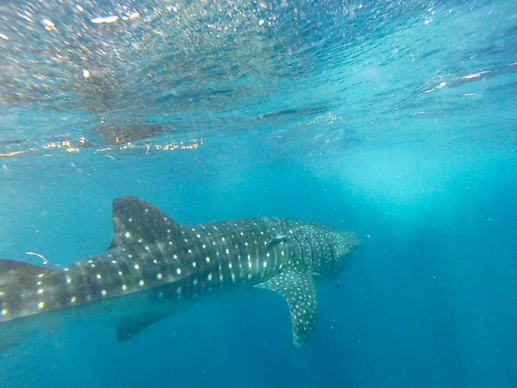 A whale shark swims by in the water off Mexico.