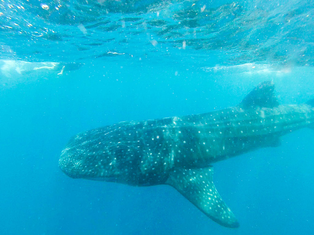 Small person, big fish: swimming with whale sharks in Mexico.