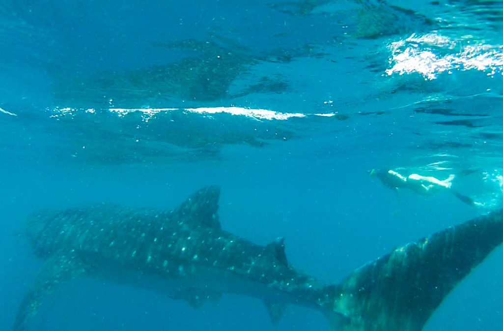 Swimming alongside a giant whale shark.