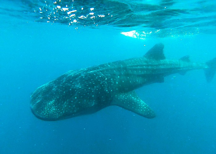 swimming with whale sharks