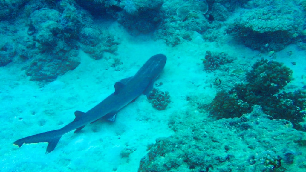 You’ll see plenty of sleepy reef sharks while scuba diving the Great Barrier Reef.