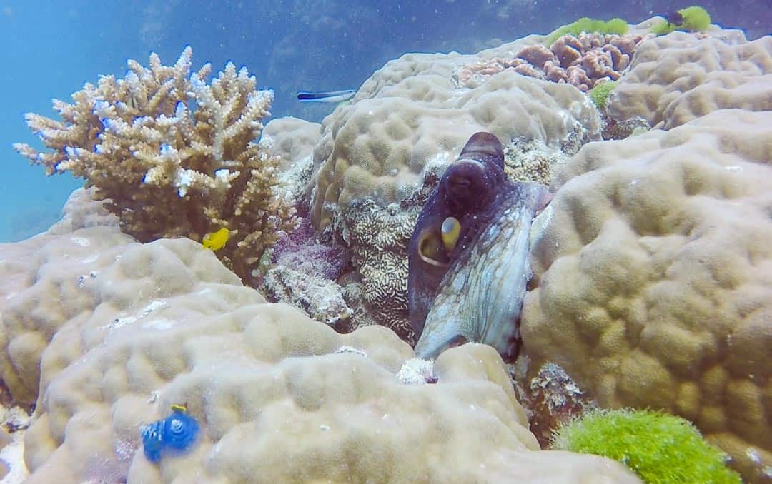 A shy octopus peeks out of his hidey hole on our Great Barrier Reef diving trip