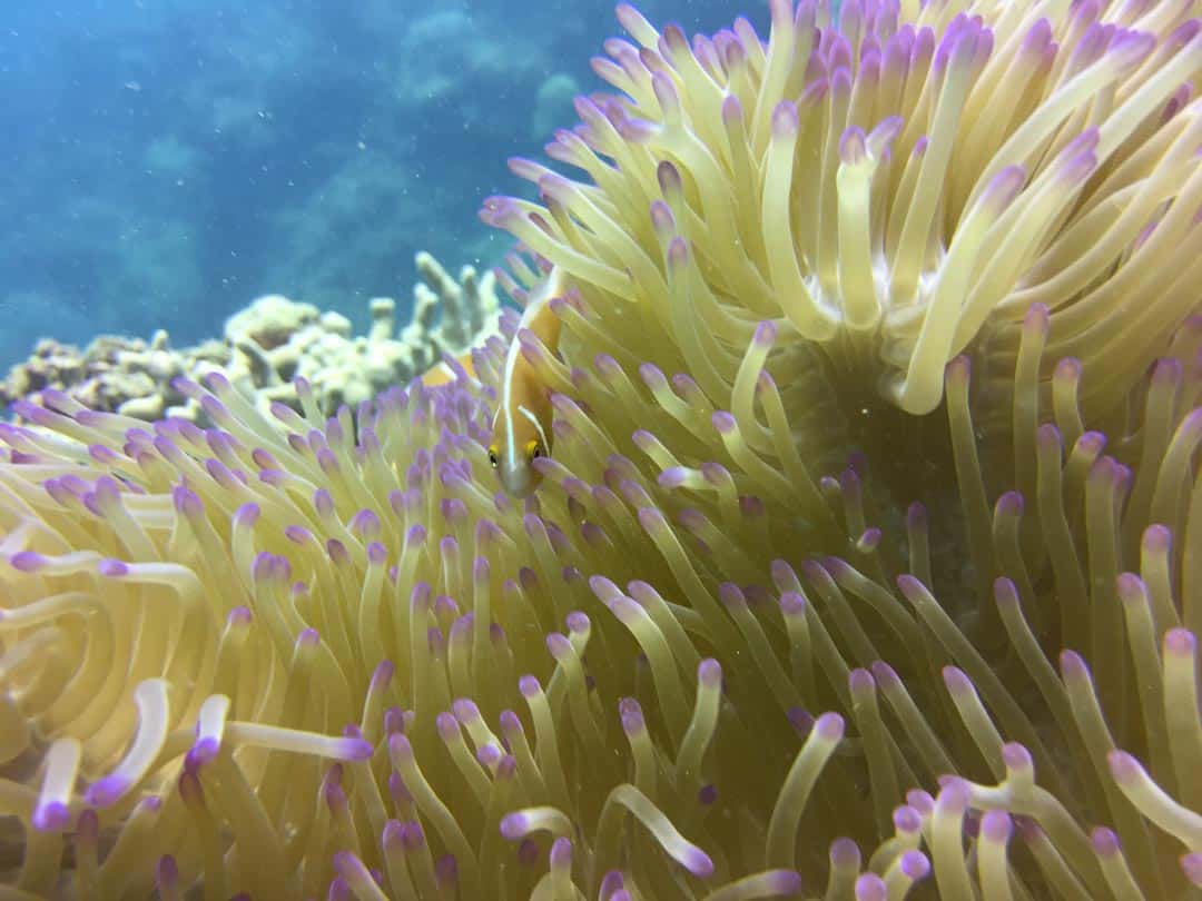 Anemone fish are just one of the reasons we’ll always love scuba diving the Great Barrier Reef.