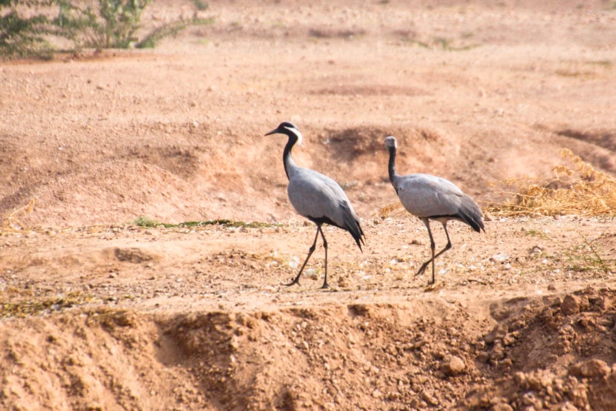 Two Demoiselle cranes walk along the bank of a waterhole. 