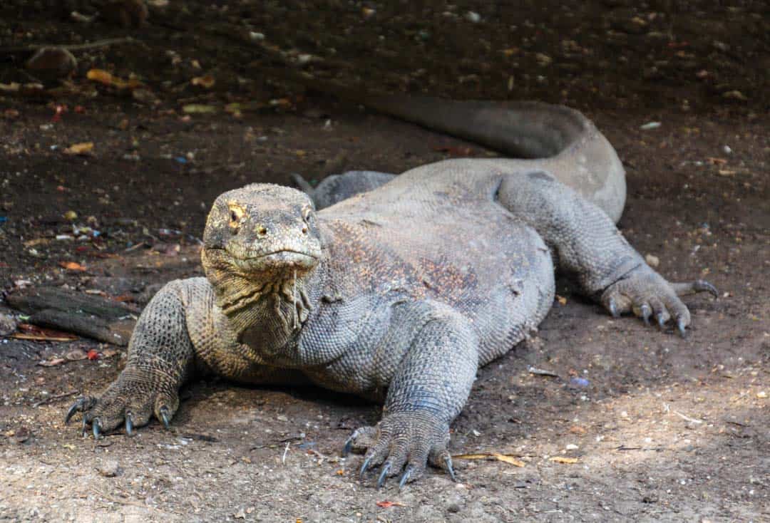 A Komodo dragon on Rinca Island - one of Asia's awesome wildlife encounters.