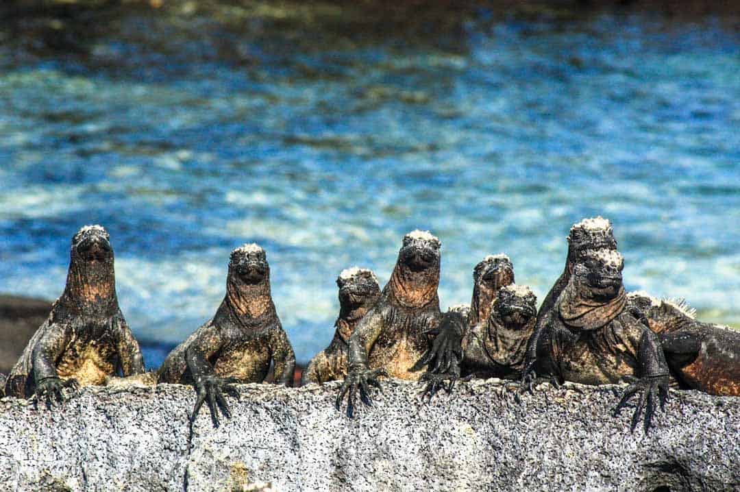 Marine iguanas on the Galapagos Islands - one of the world's best wildlife destinations.