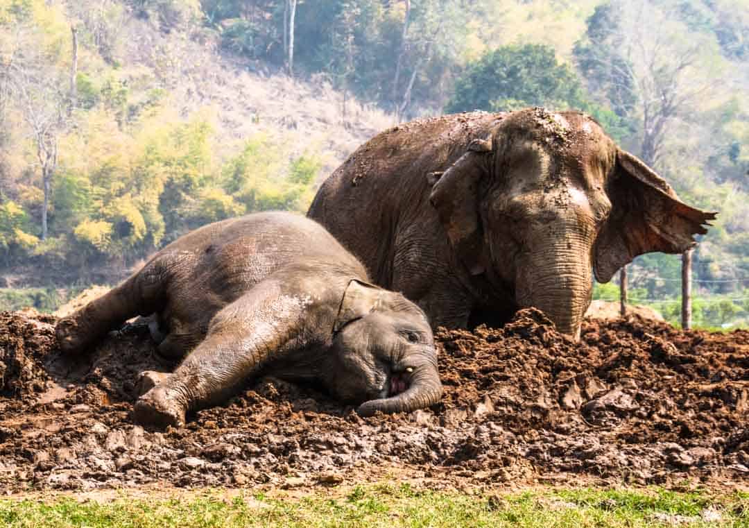 Animal encounters: elephants enjoy a mud bath at the Elephant Nature Park in Chiang Mai.