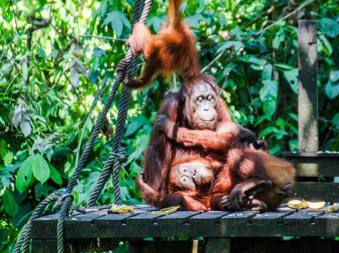 Orangutans at the Sepilok Orangutan Rehabilitation Centre in Malaysian Borneo, a top spot for animal encounters.