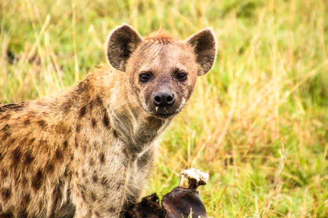 A hyena feasts on a carcass in the Masai Mara, one of the world's premier destinations for wildlife encounters.
