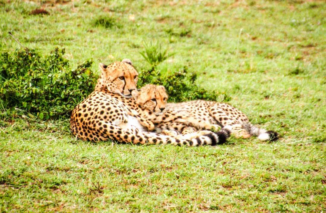 Two cheetahs, a mother and cub, rest during the day in the Masai Mara, one of the world's best wildlife destinations.