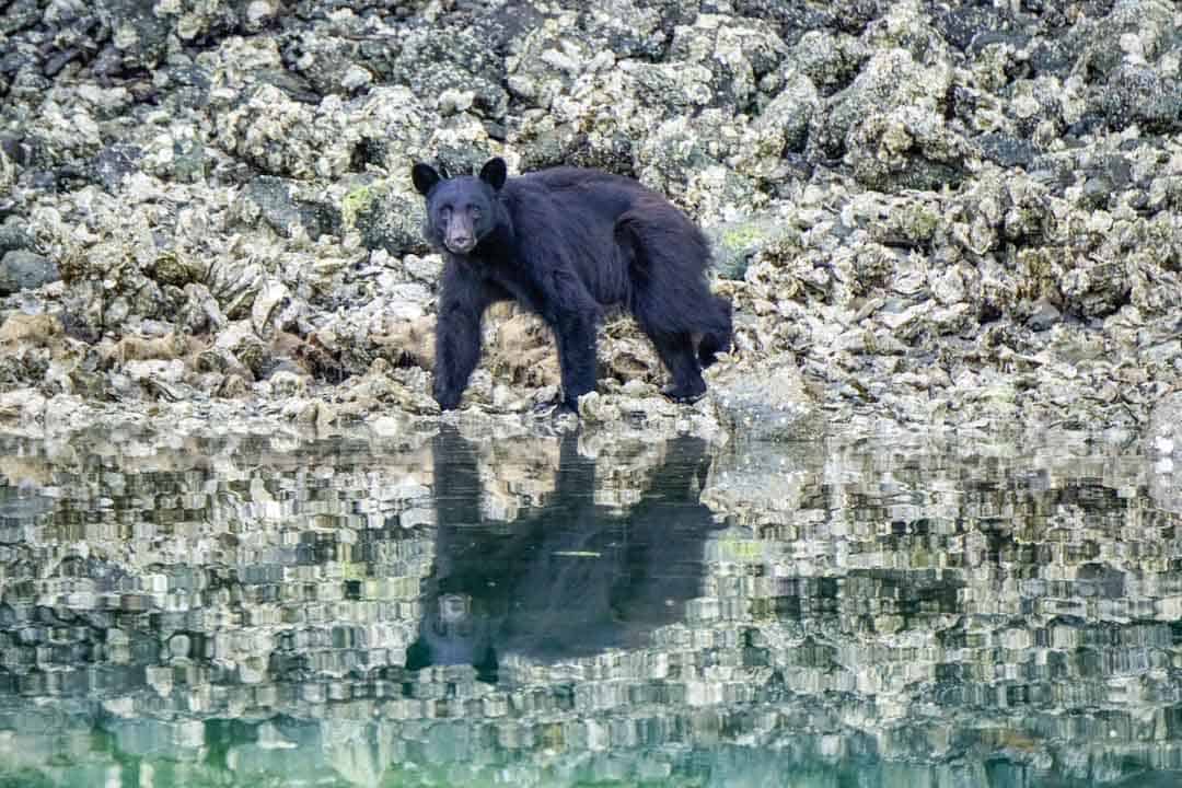 A black bear forages for food on Vancouver Island, a top wildlife watching destination.