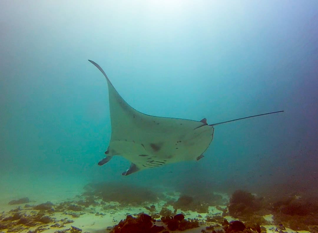 A manta ray in Komodo National Park, a magical animal experience.