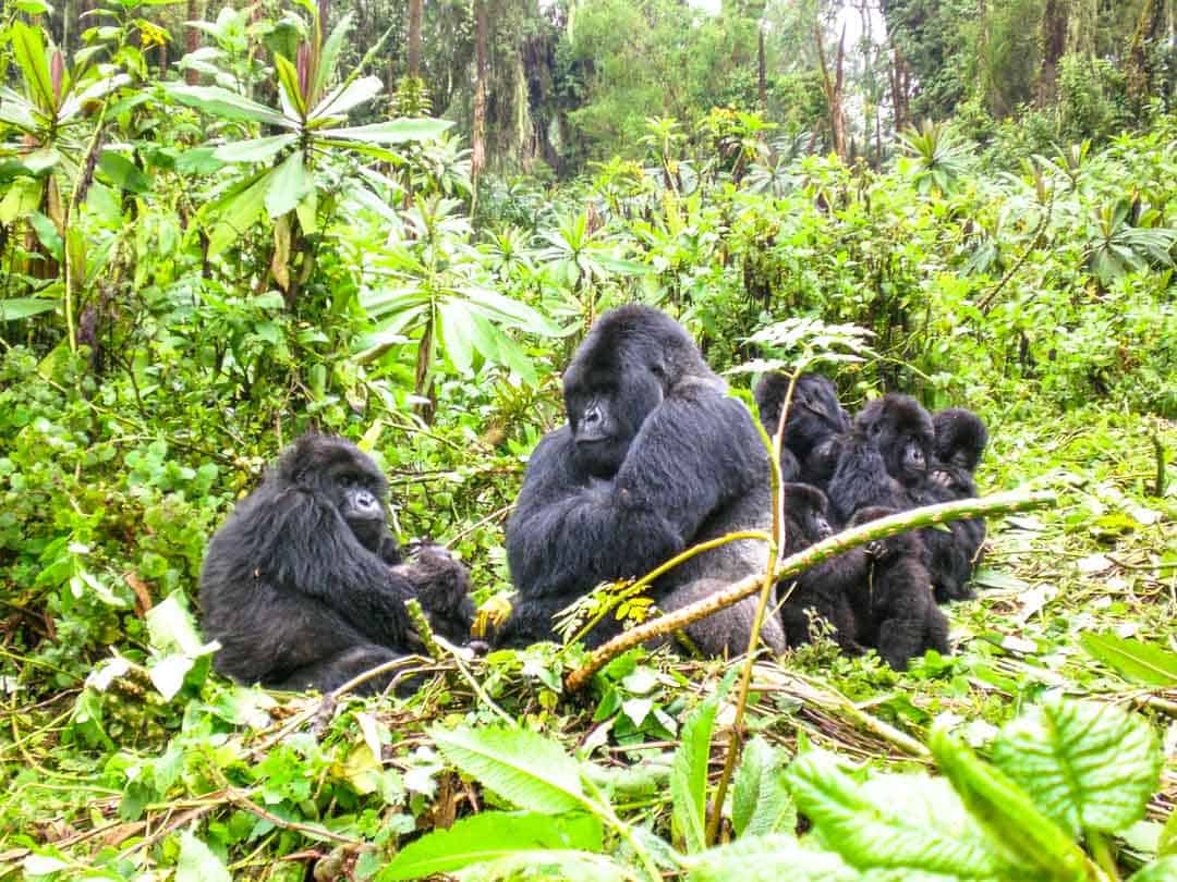 Top wildlife encounters: Spending an hour with a gorilla family in Rwanda.