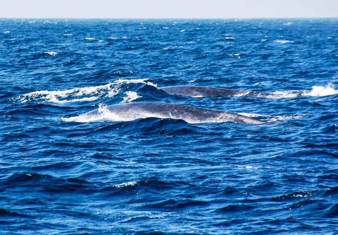 Two blue whales, the world's biggest animal, surface in the sea off Sri Lanka.
