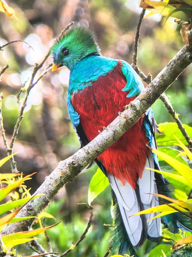 A Resplendent Quetzal, one of Costa Rica's bucket list wildlife encounters.