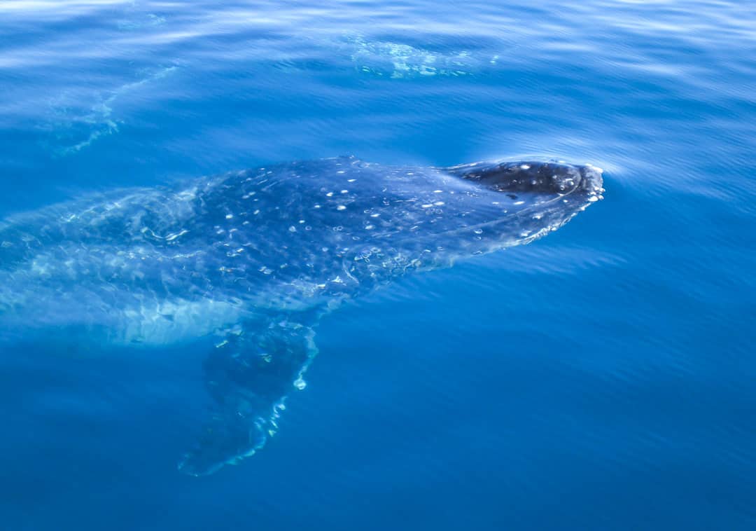 Whale watching in Hervey Bay, Australia.