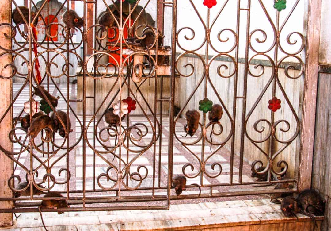 Rats climb a gate at the holy rat temple of Karni Mata in Deshnok, India.