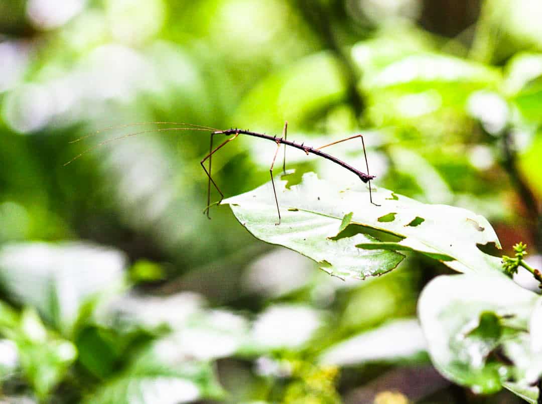 A stick insect in the Amazon: a top destination for wildlife encounters of all shapes and sizes. 